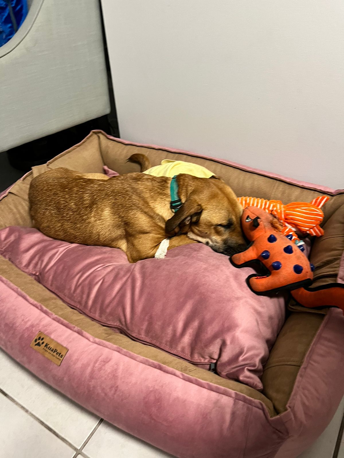 Adiestramiento Canino Mi Perro No Puede Subir Al SofÃ¡ COMPRAR