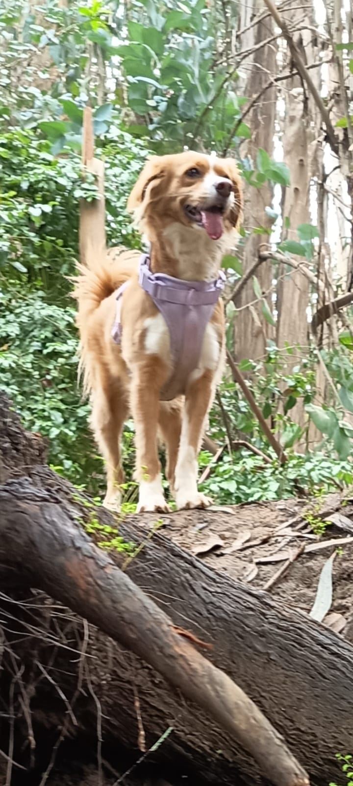 consuelo